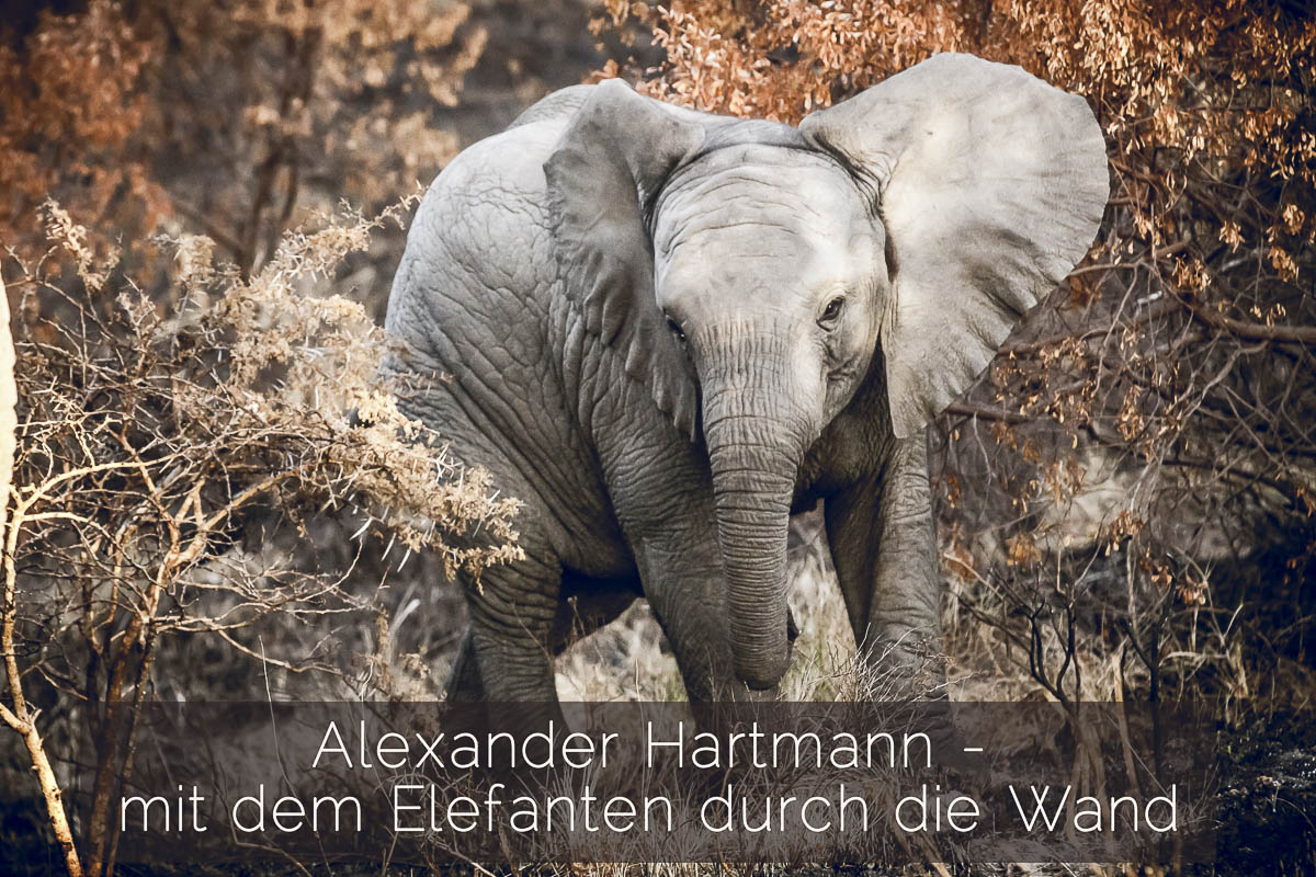 Alexander Hartmann - mit dem Elefanten durch die Wand